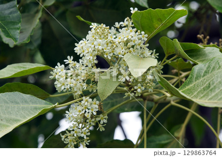 71086　ククイ 129863764