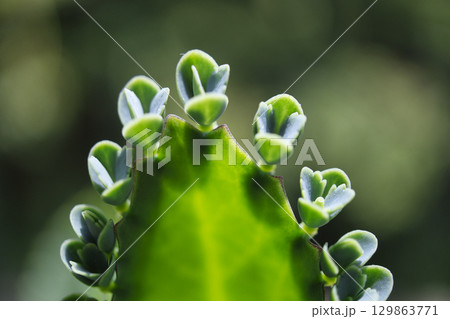 71093　コダカラソウの葉についた子株 129863771