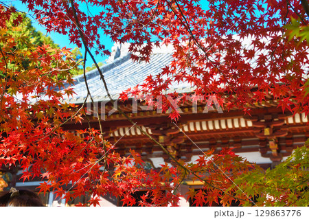 京都 神護寺 金堂と美しい紅葉 (京都府京都市右京区) 京都 神護寺 金堂と美しい紅葉 (京都府京都市右京区) 129863776