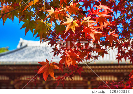 京都　神護寺　金堂と美しい紅葉 (京都府京都市右京区） 129863838