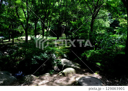 涸沼自然公園 2025-6-28 #93 涸沼自然公園 2025-6-28 #93 129863901