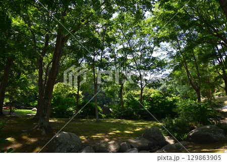 涸沼自然公園 2025-6-28 #97 涸沼自然公園 2025-6-28 #97 129863905