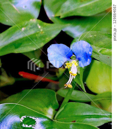 ツユクサ 129864087