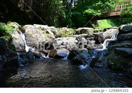 晩夏の白川水源 129864101