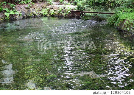 晩夏の白川水源 晩夏の白川水源 129864102