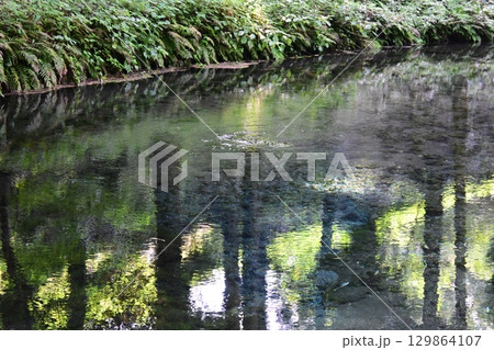 晩夏の白川水源 晩夏の白川水源 129864107