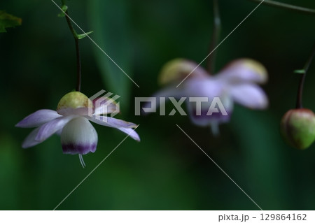 森の妖精 129864162