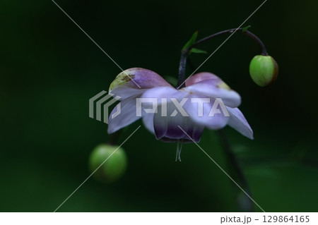 森の妖精 森の妖精 129864165