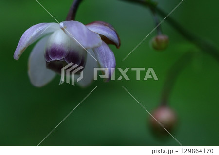 森の妖精 129864170