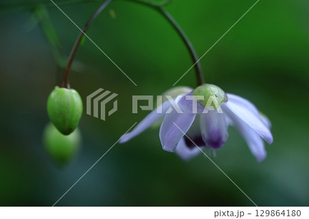 森の妖精 129864180