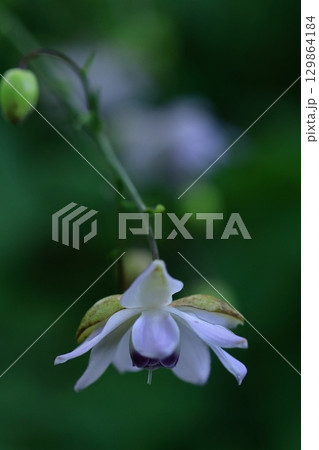 森の妖精 129864184