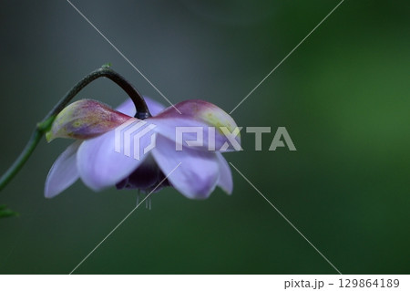 森の妖精 129864189