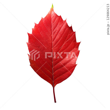 赤色の葉 129864213