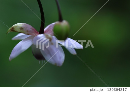 森の妖精 森の妖精 129864217