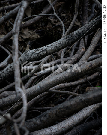 Natural dry leaves. Dead tree branches. nature wallpaper texture background. 129864232