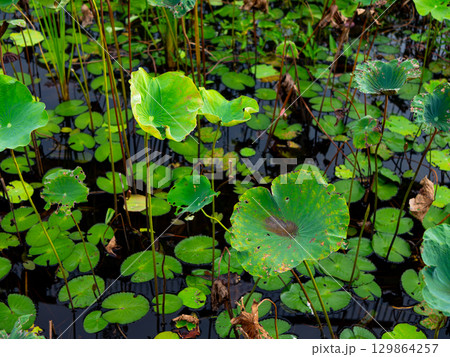 Water Garden with Lotus and Lilies - Calm Nature Background. Water Garden with Lotus and Lilies - Calm Nature Background. 129864257