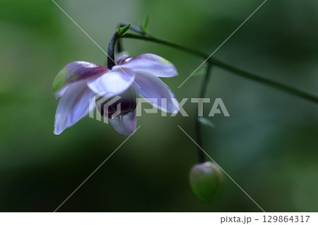 森の妖精 129864317