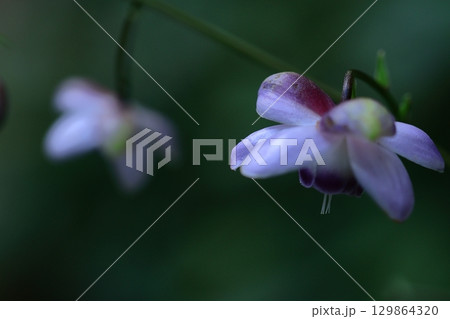 森の妖精 森の妖精 129864320