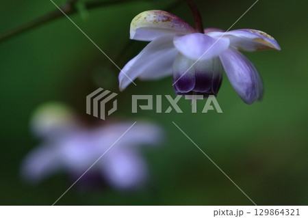 森の妖精 森の妖精 129864321