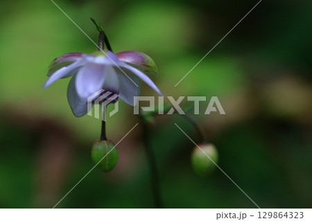 森の妖精 129864323