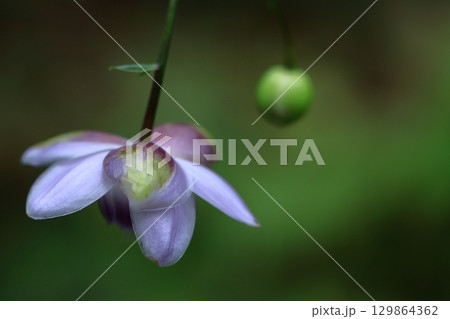 森の妖精 129864362