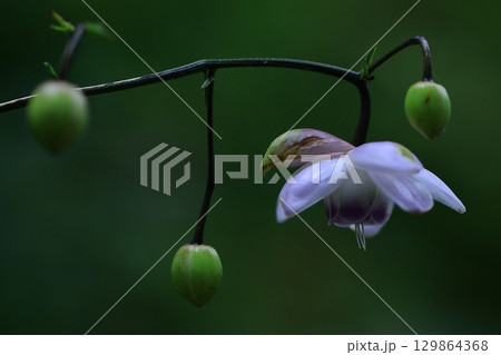 森の妖精 129864368