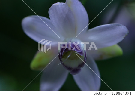 森の妖精 森の妖精 129864371