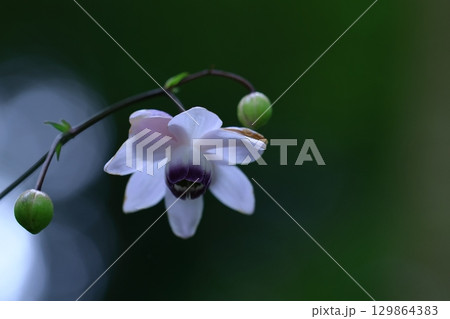 森の妖精 森の妖精 129864383