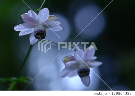 森の妖精 129864385