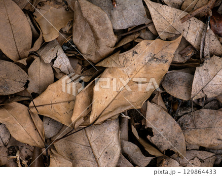 Dry fallen leaves texture background in autumn season. Dry fallen leaves texture background in autumn season. 129864433