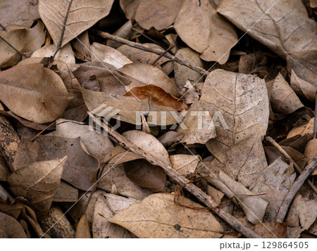 Dry fallen leaves texture background in autumn season. 129864505