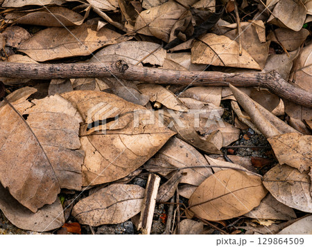 Dry fallen leaves texture background in autumn season. 129864509