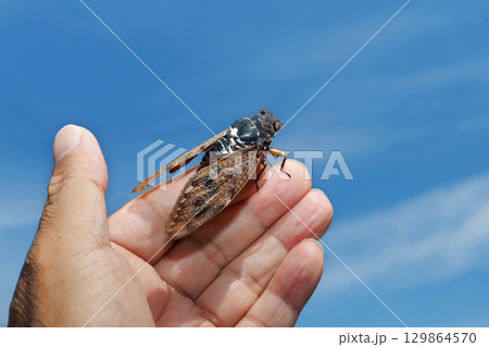 アブラゼミと青空 129864570