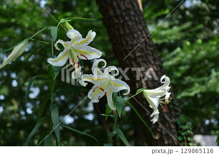 百合の王様 129865116