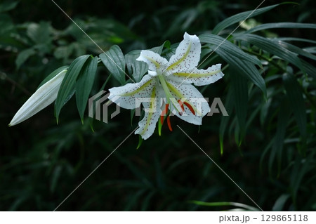 百合の王様 129865118