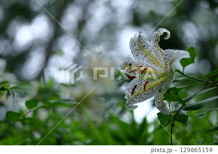 百合の王様 129865159