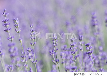 Lavender flowers blooming in the field. Soft focus. Floral background 129865176
