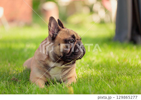 Beige French bulldog on a green lawn in park. 129865277