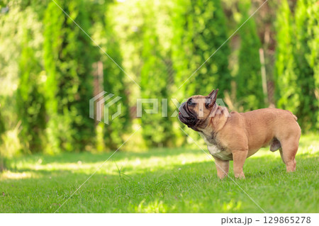 Beige French bulldog on a green lawn in park. 129865278