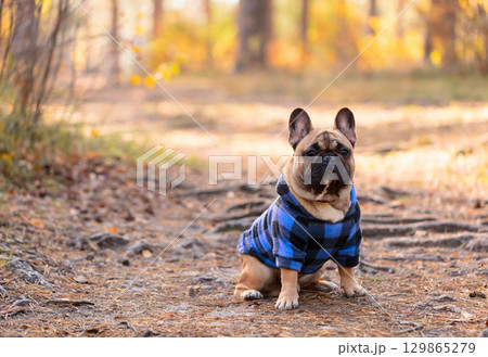 French Bulldog puppy in a blue coat. 129865279