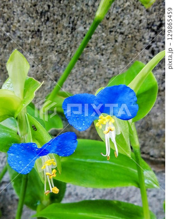 ツユクサ 129865459