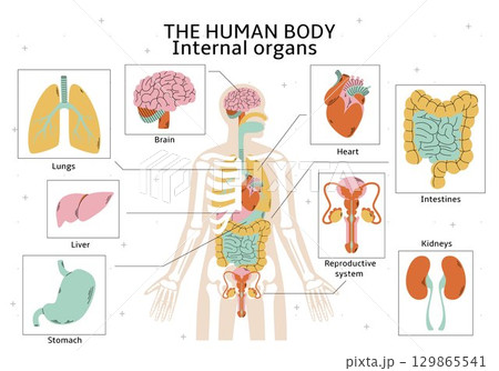 Anatomy scheme. Body human. Medical infographic of organs. Structure internal organs of male person. System graphics map. Chart of men. Lungs and intestines. Medicine science. Vector education diagram Anatomy scheme. Body human. Medical infographic of organs. Structure internal organs of male person. System graphics map. Chart of men. Lungs and intestines. Medicine science. Vector education diagram 129865541