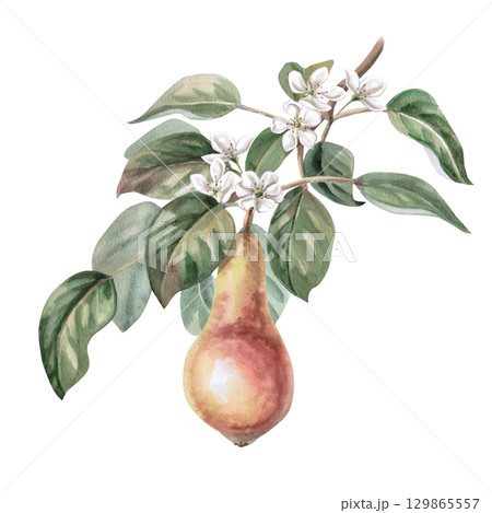 Pear tree branch with ripe fruit and flowers. Isolated watercolor illustration for design of juice, puree, baby food, jam, compote packaging, printing on posters and clothes. Pear tree branch with ripe fruit and flowers. Isolated watercolor illustration for design of juice, puree, baby food, jam, compote packaging, printing on posters and clothes. 129865557