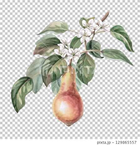 Pear tree branch with ripe fruit and flowers. Isolated watercolor illustration for design of juice, puree, baby food, jam, compote packaging, printing on posters and clothes. Pear tree branch with ripe fruit and flowers. Isolated watercolor illustration for design of juice, puree, baby food, jam, compote packaging, printing on posters and clothes. 129865557