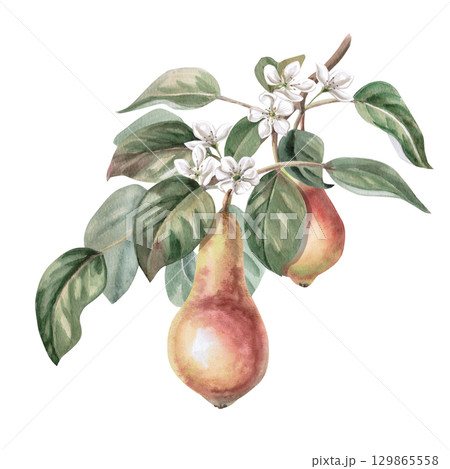 Pear tree branch with two ripe fruits and flowers. Isolated watercolor illustration for design of juice, puree, baby food, jam, compote packaging, printing on posters and clothes. Pear tree branch with two ripe fruits and flowers. Isolated watercolor illustration for design of juice, puree, baby food, jam, compote packaging, printing on posters and clothes. 129865558