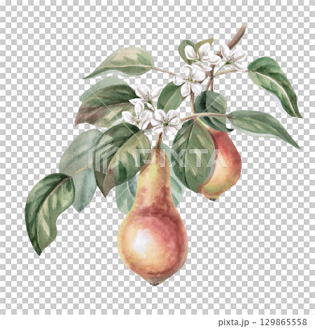 Pear tree branch with two ripe fruits and flowers. Isolated watercolor illustration for design of juice, puree, baby food, jam, compote packaging, printing on posters and clothes. Pear tree branch with two ripe fruits and flowers. Isolated watercolor illustration for design of juice, puree, baby food, jam, compote packaging, printing on posters and clothes. 129865558