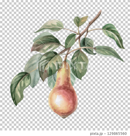 Pear tree branch with ripe fruit. Isolated watercolor illustration for design of juice, puree, baby food, jam, compote packaging, printing on posters and clothes. 129865560