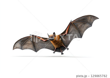 リアルなコウモリのイラスト。白背景で1匹の翼を広げたコウモリ。ハロウィン素材に最適。 129865782