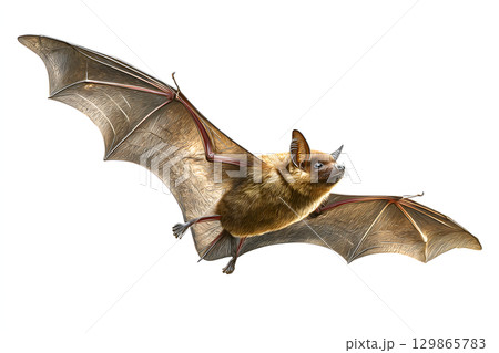 リアルなコウモリのイラスト。白背景で1匹の翼を広げたコウモリ。ハロウィン素材に最適。 129865783