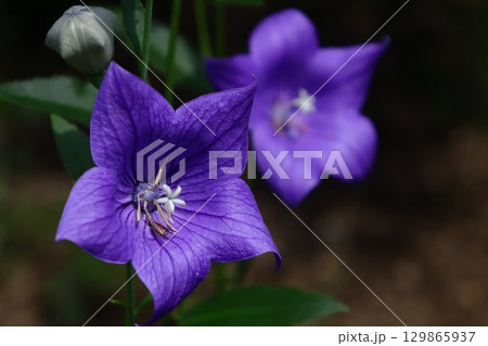 秋の七草 秋の七草 129865937